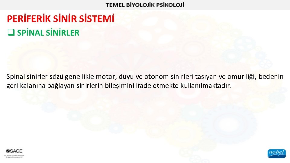 PERİFERİK SİNİR SİSTEMİ q SPİNAL SİNİRLER Spinal sinirler sözü genellikle motor, duyu ve otonom