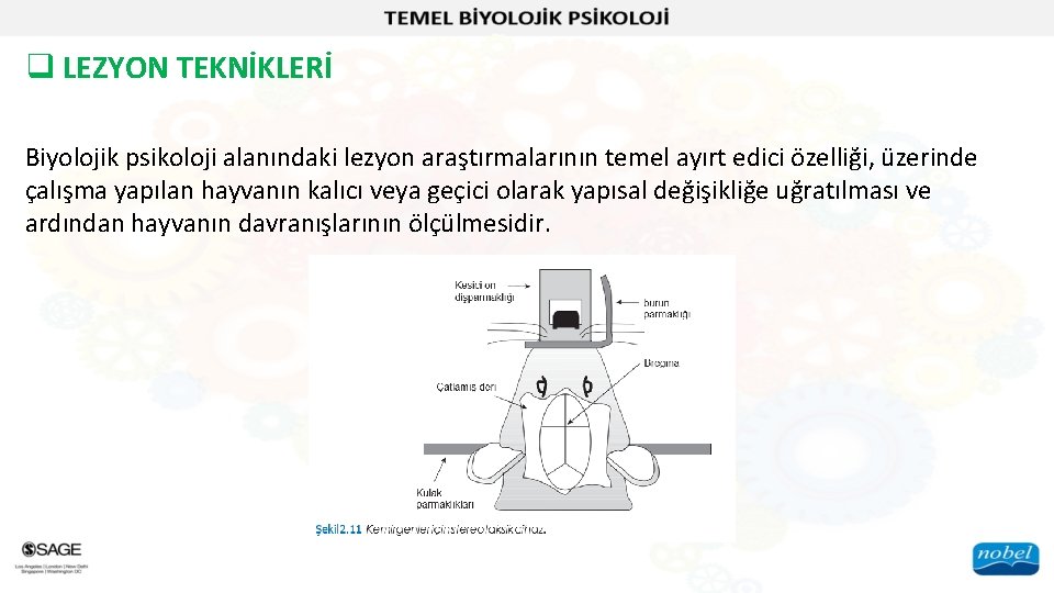 q LEZYON TEKNİKLERİ Biyolojik psikoloji alanındaki lezyon araştırmalarının temel ayırt edici özelliği, üzerinde çalışma