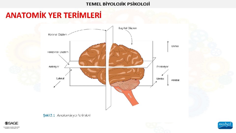 ANATOMİK YER TERİMLERİ 