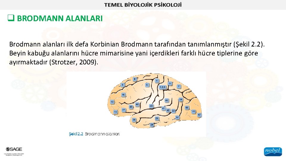 q BRODMANN ALANLARI Brodmann alanları ilk defa Korbinian Brodmann tarafından tanımlanmıştır (Şekil 2. 2).