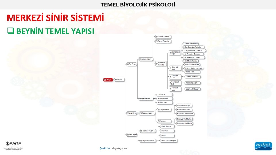 MERKEZİ SİNİR SİSTEMİ q BEYNİN TEMEL YAPISI 