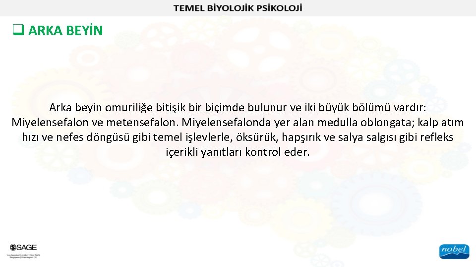 q ARKA BEYİN Arka beyin omuriliğe bitişik bir biçimde bulunur ve iki büyük bölümü