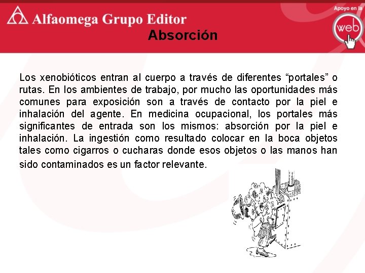 Absorción Los xenobióticos entran al cuerpo a través de diferentes “portales” o rutas. En