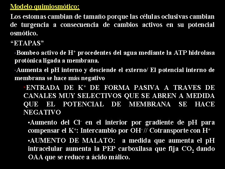 Modelo quimiosmótico: Los estomas cambian de tamaño porque las células oclusivas cambian de turgencia