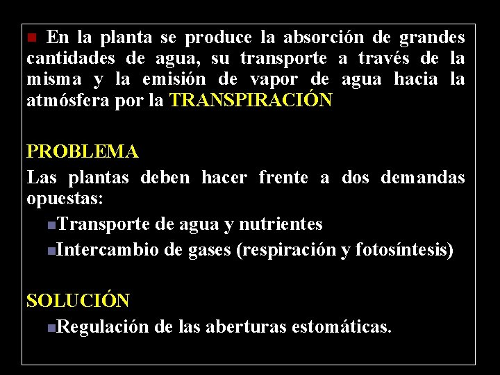 En la planta se produce la absorción de grandes cantidades de agua, su transporte