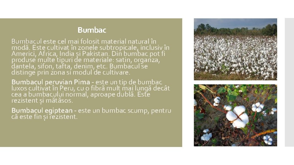 Bumbacul este cel mai folosit material natural în Bumbacul modă. Este cultivat în zonele