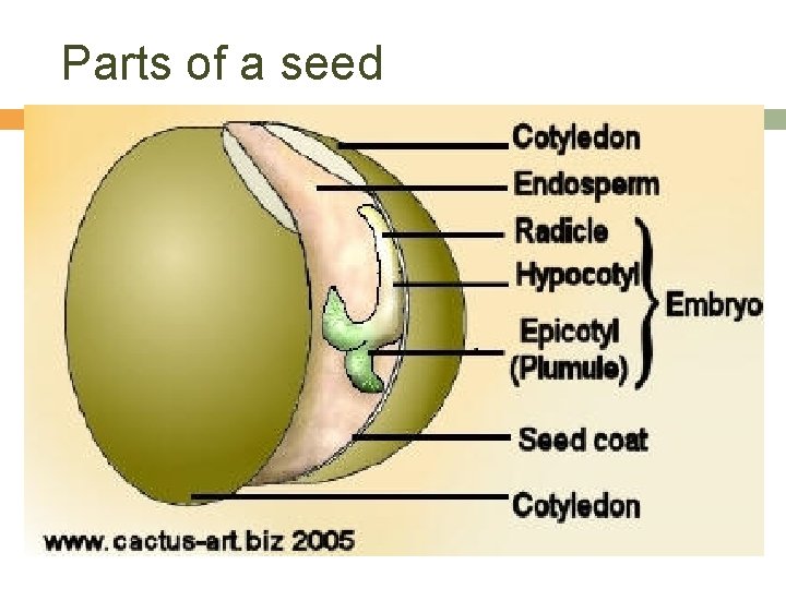 Parts of a seed 