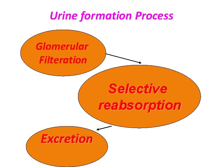 Urine formation Process Glomerular Filteration Selective reabsorption Excretion 