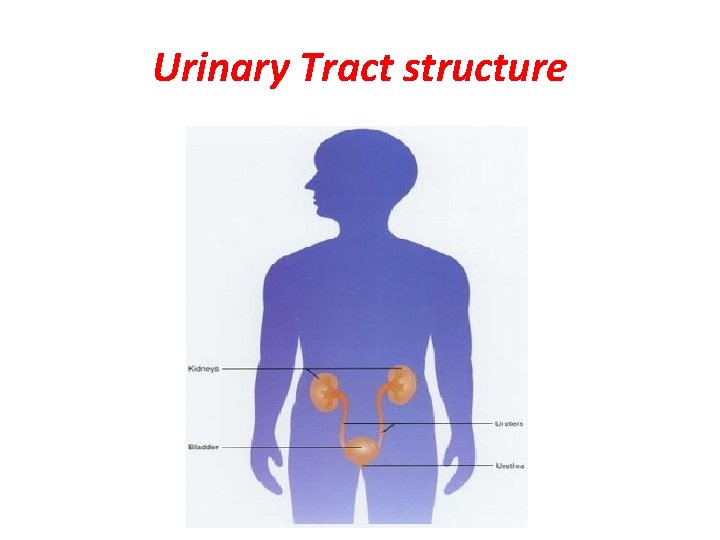 Urinary Tract structure 