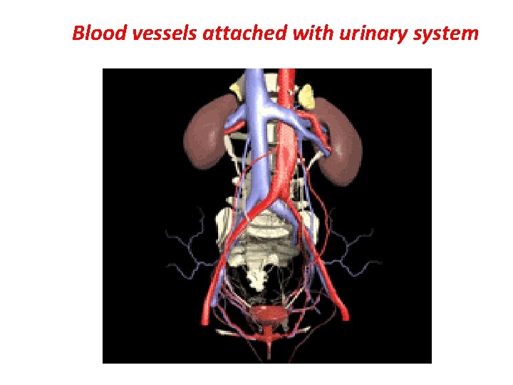 Blood vessels attached with urinary system 