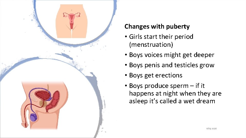 Changes with puberty • Girls start their period (menstruation) • Boys voices might get