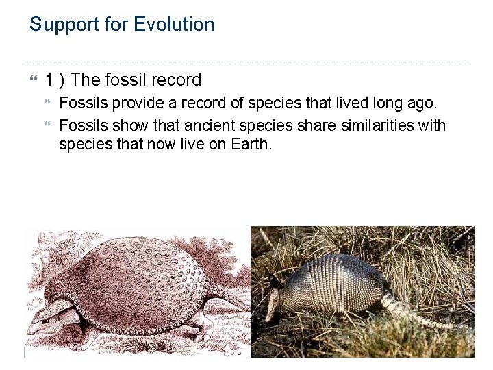 Support for Evolution 1 ) The fossil record Fossils provide a record of species