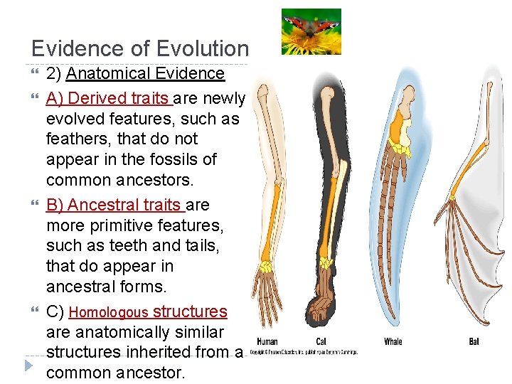 Evidence of Evolution 2) Anatomical Evidence A) Derived traits are newly evolved features, such