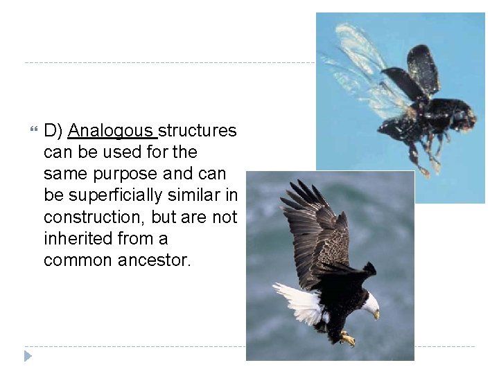  D) Analogous structures can be used for the same purpose and can be