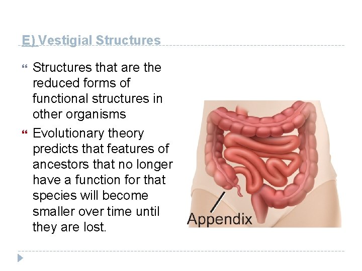 E) Vestigial Structures that are the reduced forms of functional structures in other organisms