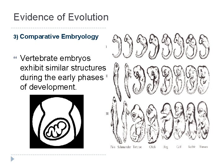 Evidence of Evolution 3) Comparative Embryology Vertebrate embryos exhibit similar structures during the early