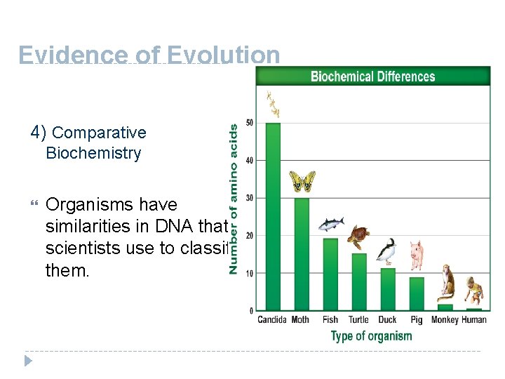 Evidence of Evolution 4) Comparative Biochemistry Organisms have similarities in DNA that scientists use