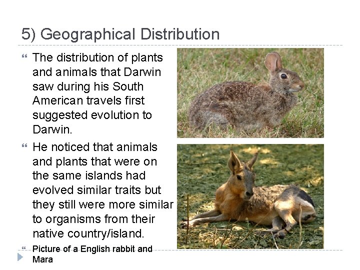 5) Geographical Distribution The distribution of plants and animals that Darwin saw during his