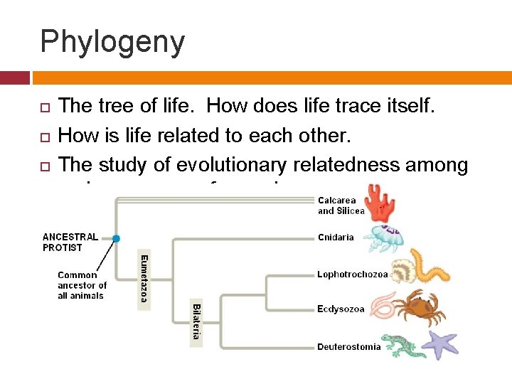 Phylogeny The tree of life. How does life trace itself. How is life related
