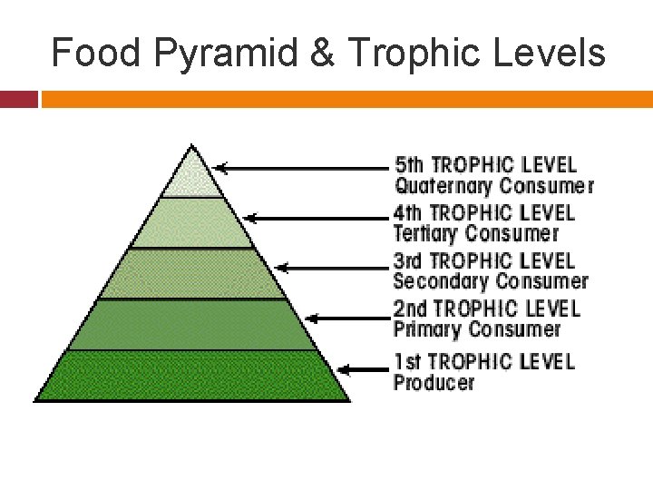 Food Pyramid & Trophic Levels 