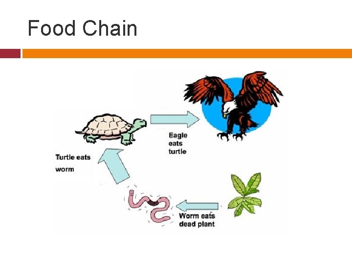 Food Chain 