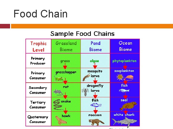 Food Chain 