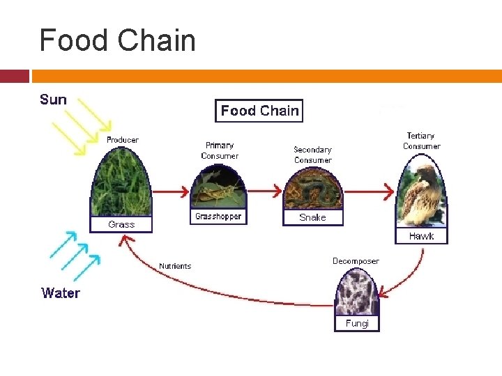 Food Chain 