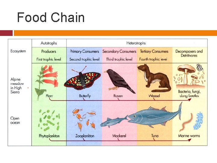 Food Chain 