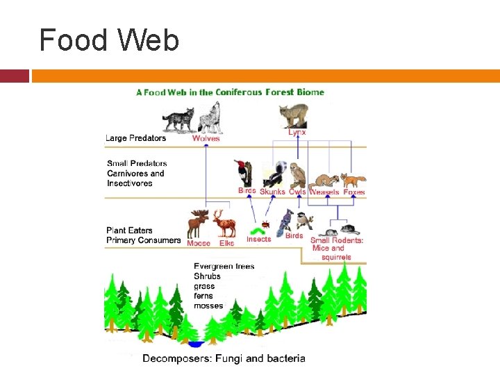 Food Web 