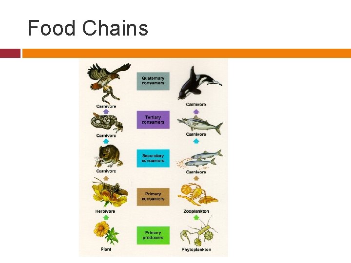 Food Chains 