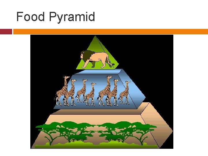 Food Pyramid 