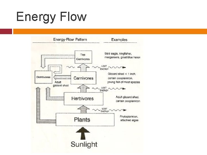 Energy Flow 