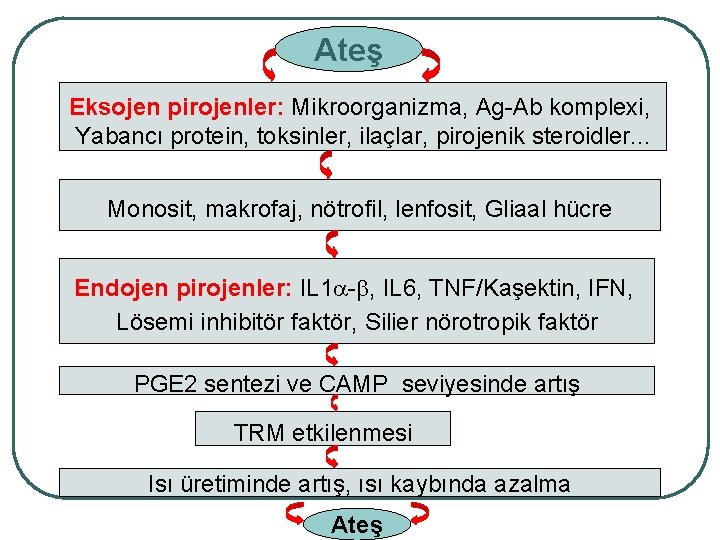 Ateş Eksojen pirojenler: Mikroorganizma, Ag-Ab komplexi, Yabancı protein, toksinler, ilaçlar, pirojenik steroidler. . .