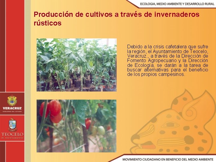 Producción de cultivos a través de invernaderos rústicos Debido a la crisis cafetalera que