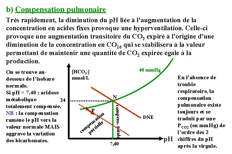 b) Compensation pulmonaire Très rapidement, la diminution du p. H liée à l'augmentation de