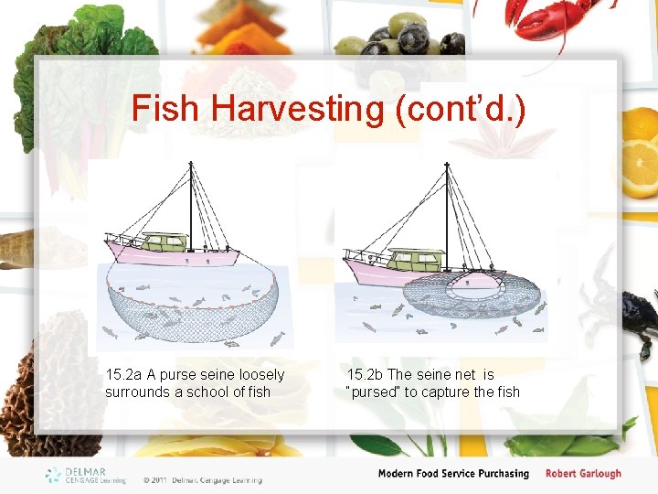 Fish Harvesting (cont’d. ) 15. 2 a A purse seine loosely surrounds a school