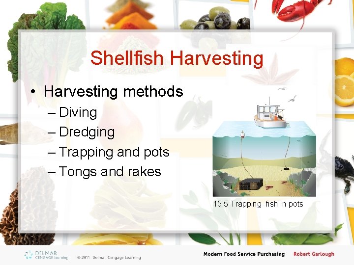 Shellfish Harvesting • Harvesting methods – Diving – Dredging – Trapping and pots –