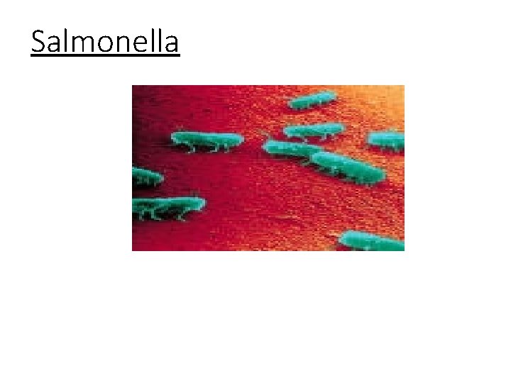 Salmonella Salmonella
