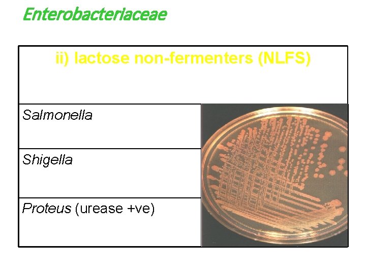 Enterobacteriaceae ii) lactose non-fermenters (NLFS) Salmonella Shigella Proteus (urease +ve) Enterobacteriaceae ii) lactose non-fermenters (NLFS) Salmonella Shigella Proteus (urease +ve)