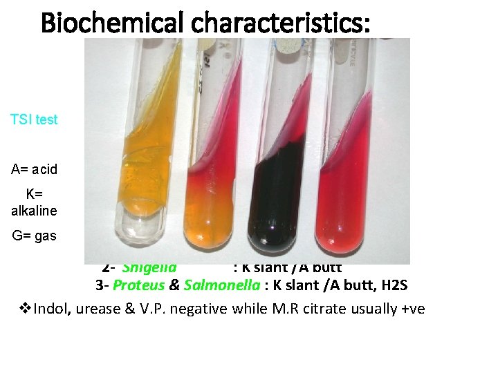 Biochemical characteristics: TSI test A= acid K= alkaline G= gas 1 - Escherichia coli Biochemical characteristics: TSI test A= acid K= alkaline G= gas 1 - Escherichia coli