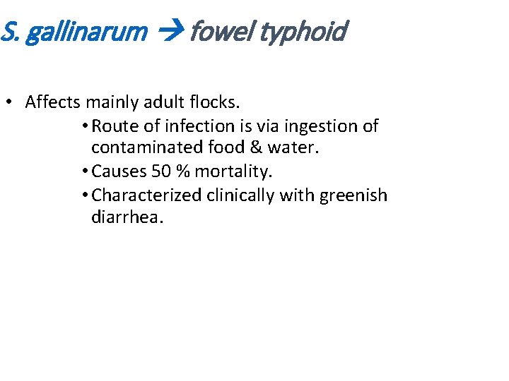 S. gallinarum fowel typhoid • Affects mainly adult flocks. • Route of infection is S. gallinarum fowel typhoid • Affects mainly adult flocks. • Route of infection is