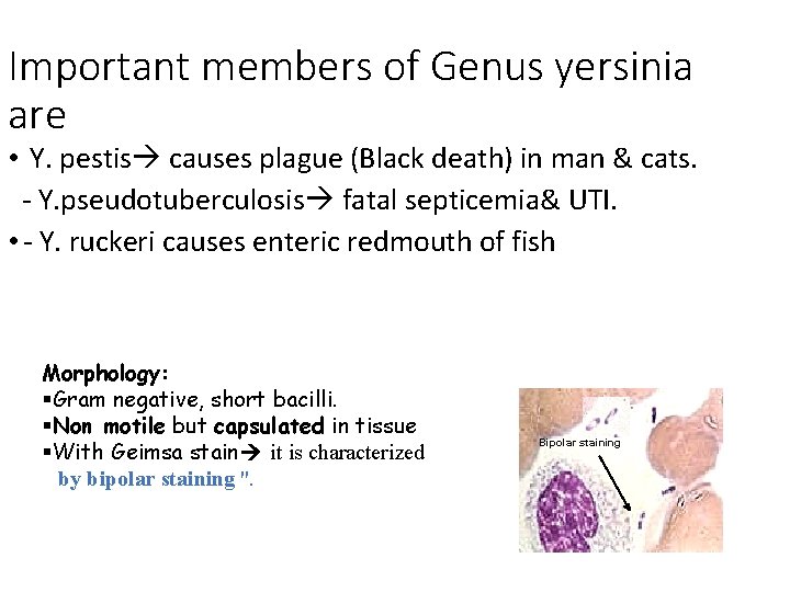 Important members of Genus yersinia are • Y. pestis causes plague (Black death) in Important members of Genus yersinia are • Y. pestis causes plague (Black death) in