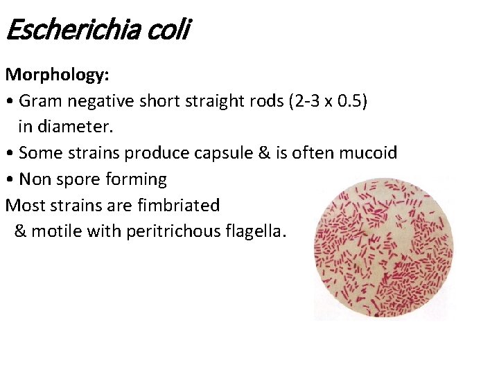 Escherichia coli Morphology: • Gram negative short straight rods (2 -3 x 0. 5) Escherichia coli Morphology: • Gram negative short straight rods (2 -3 x 0. 5)