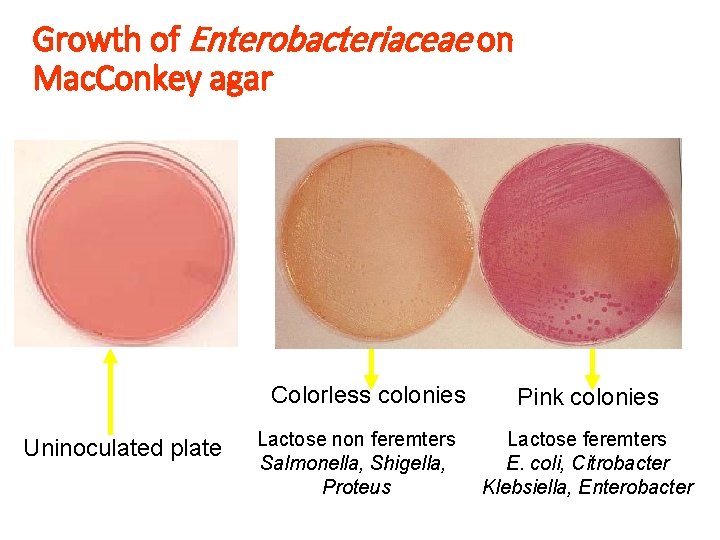 Growth of Enterobacteriaceae on Mac. Conkey agar Colorless colonies Uninoculated plate Lactose non feremters Growth of Enterobacteriaceae on Mac. Conkey agar Colorless colonies Uninoculated plate Lactose non feremters