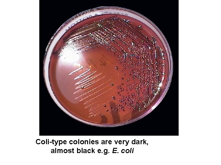 Coli-type colonies are very dark, almost black e. g. E. coli Coli-type colonies are very dark, almost black e. g. E. coli
