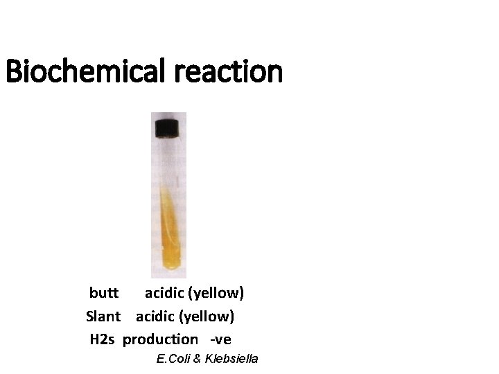 Biochemical reaction butt acidic (yellow) Slant acidic (yellow) H 2 s production -ve E. Biochemical reaction butt acidic (yellow) Slant acidic (yellow) H 2 s production -ve E.