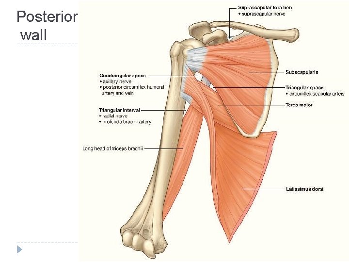 Posterior wall 