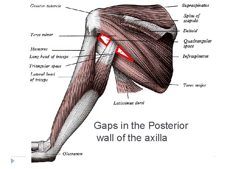 Gaps in the Posterior wall of the axilla 