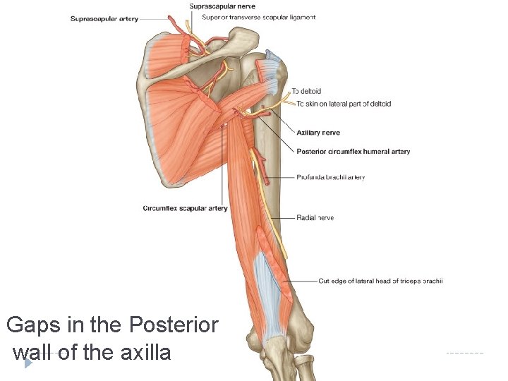 Gaps in the Posterior wall of the axilla 