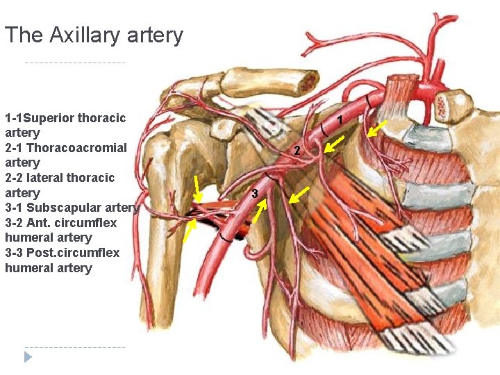 The Axillary artery 1 -1 Superior thoracic artery 2 -1 Thoracoacromial artery 2 -2